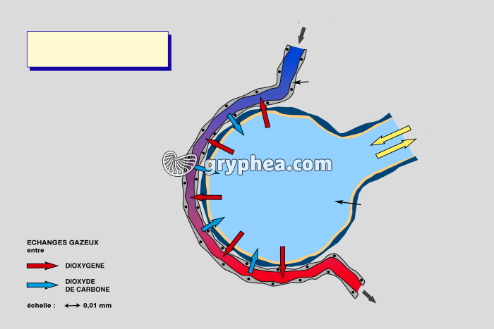 Echanges gazeux alvéolaires dans un poumon - schéma muet - gryphea.com